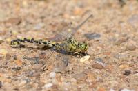 Onychogomphus forcipatus