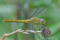 Sympetrum meridionale
