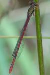 Ceriagrion tenellum