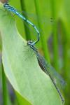 Coenagrion puella