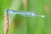 Erythromma lindenii