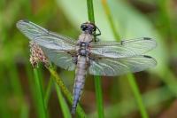 Libellula quadrimaculata
