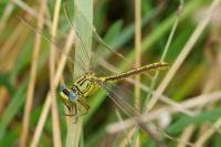 Gomphus pulchellus