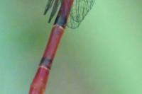 Ceriagrion tenellum