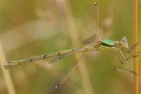 Lestes barbarus