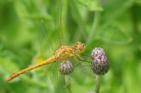 Sympetrum meridionale