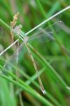 Lestes barbarus