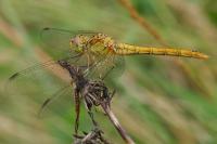 Sympetrum meridionale