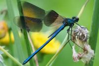 Calopteryx splendens