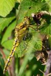 Orthetrum cancellatum