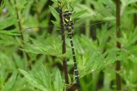 Cordulegaster boltonii