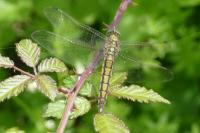 Orthetrum cancellatum
