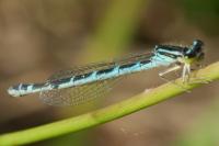 Coenagrion scitulum