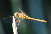 Sympetrum meridionale