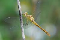 Sympetrum meridionale