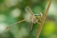 Lestes barbarus