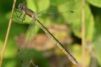 Lestes dryas
