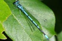 Coenagrion puella