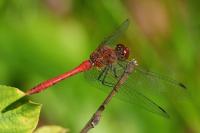 Sympetrum sanguineum