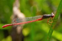 Ceriagrion tenellum