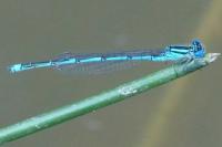 Erythromma lindenii