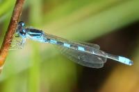 Coenagrion scitulum