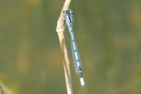 Enallagma cyathigerum