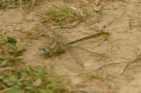 Gomphus pulchellus