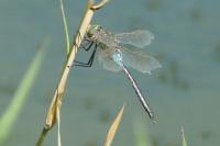 Anax parthenope
