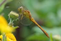 Sympetrum meridionale