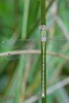 Lestes barbarus