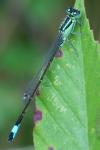 Ischnura elegans