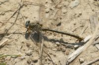 Gomphus pulchellus