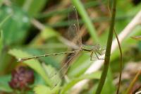 Lestes barbarus