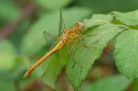 Sympetrum meridionale
