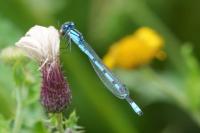 Enallagma cyathigerum