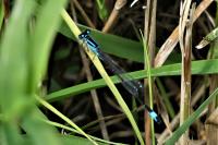 Ischnura elegans