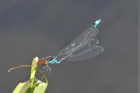 Erythromma viridulum
