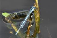 Erythromma lindenii