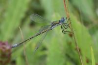 Lestes dryas