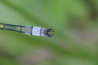 Lestes dryas