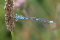 Coenagrion scitulum