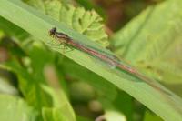 Ceriagrion tenellum