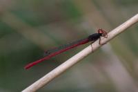 Ceriagrion tenellum