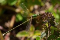 Lestes barbarus