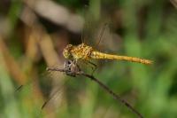 Sympetrum meridionale