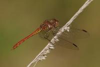 Sympetrum meridionale