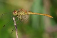 Sympetrum meridionale