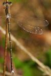 Lestes barbarus