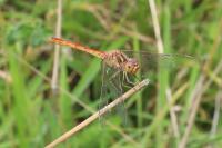 Sympetrum meridionale